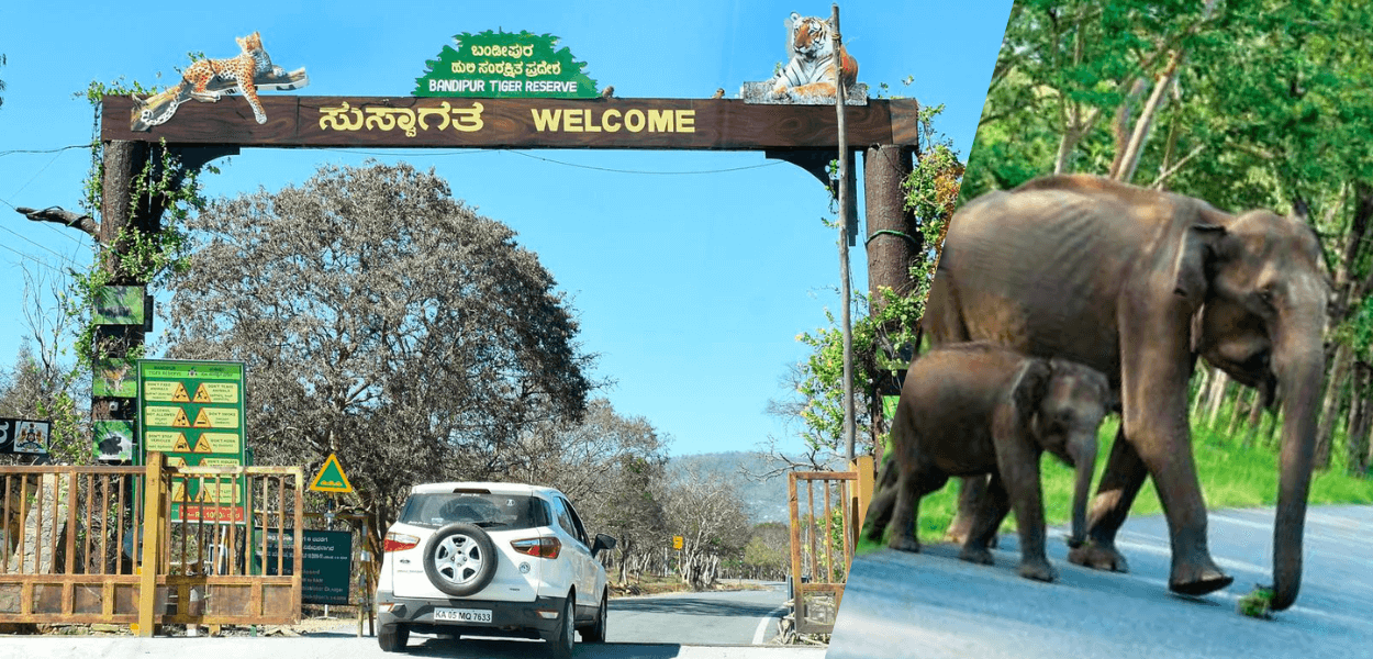 Bandipur National Park