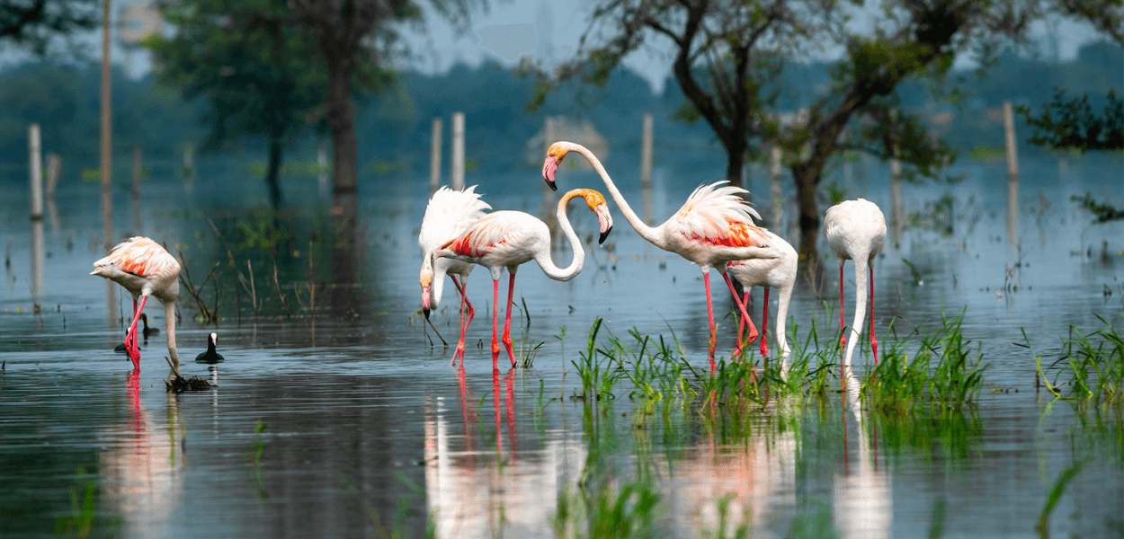 Wildlife & Wilderness