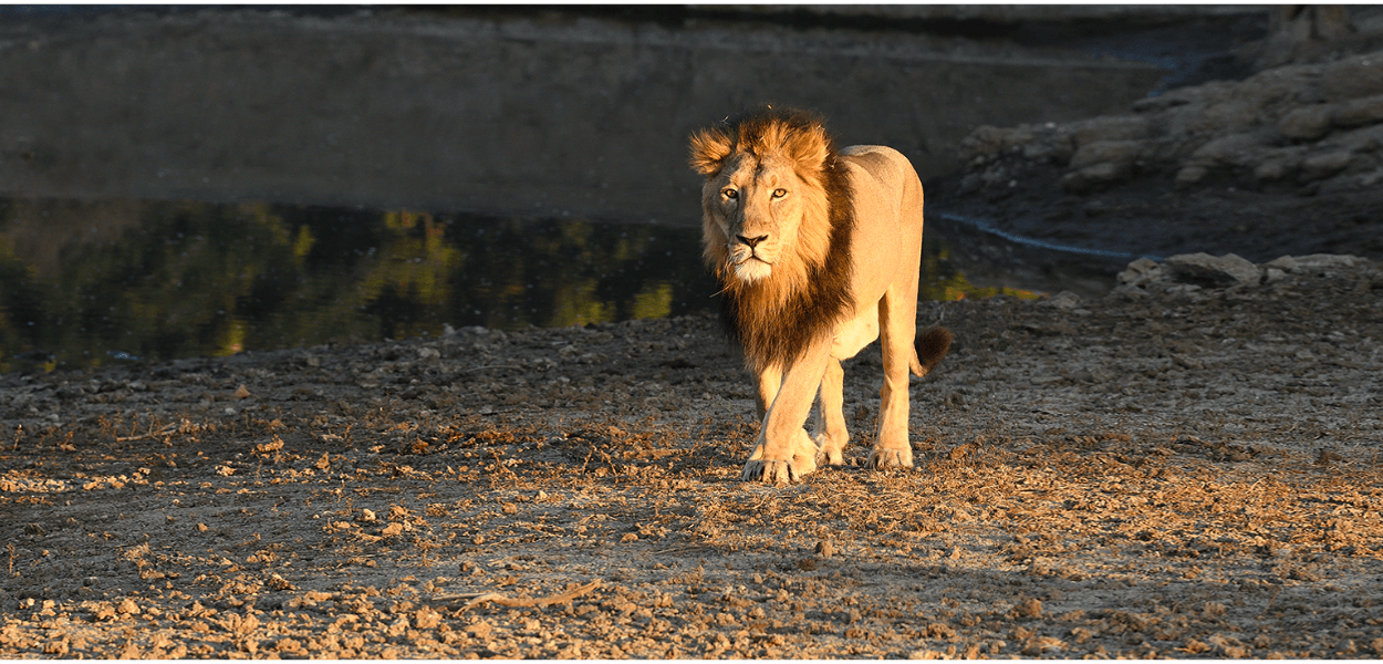 Gir National Park