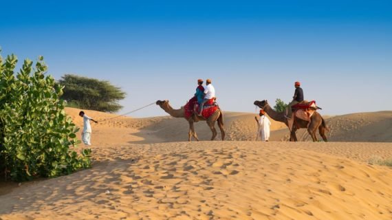 Camel Safari